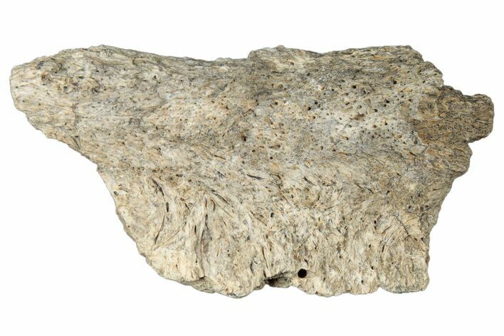 Dinosaur (Triceratops) Frill Shield Section - Montana #323829